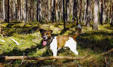 Dog show training